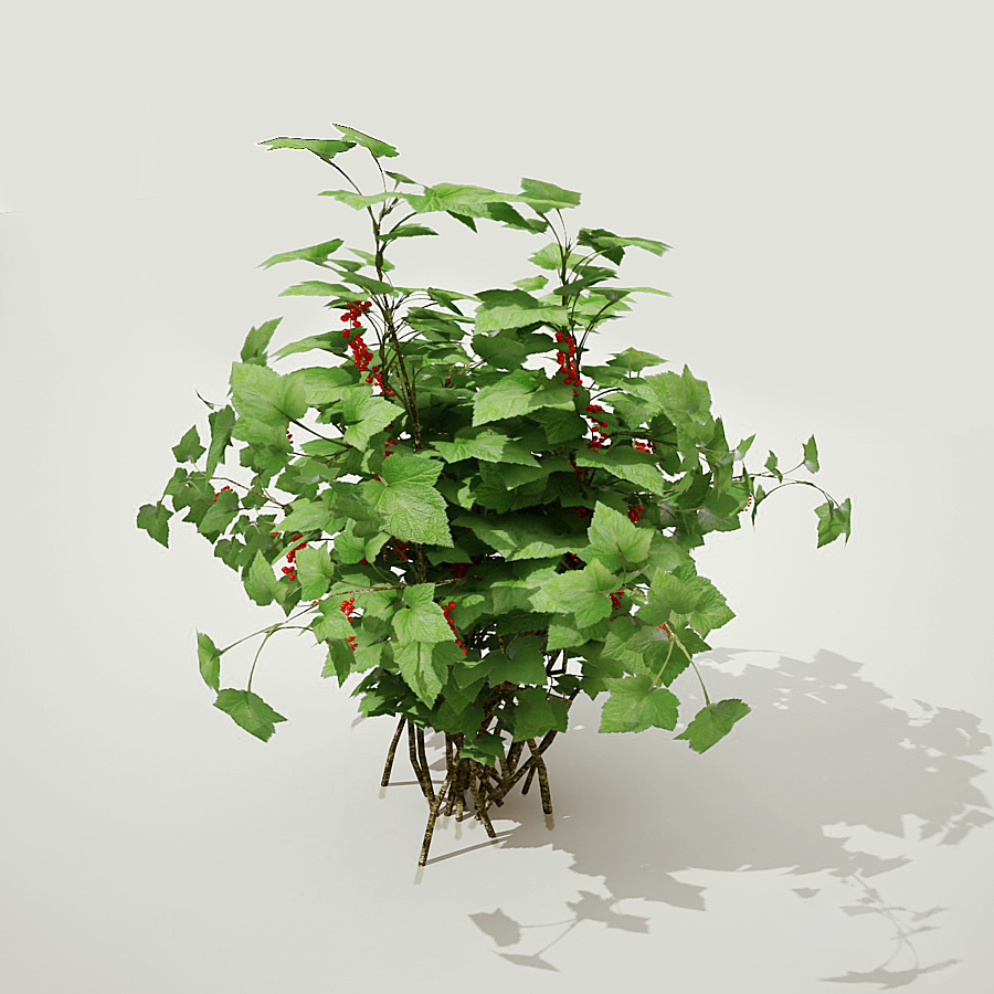 currant